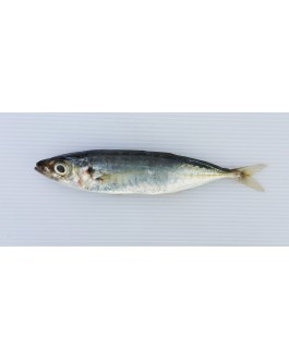 Ikan Sardin 沙丁鱼 Sardine